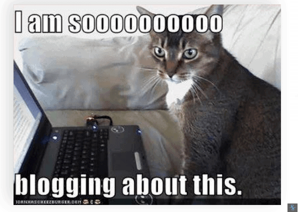 blogging kitty meme